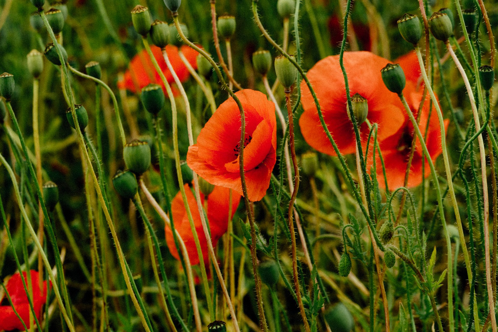 Close-up of vibrant orange poppies with buds and green stems, amidst lush foliage in a natural outdoor setting.
