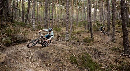 Focus sales mtb 29
